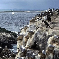 Guide To Visiting The North East: The Farne Islands