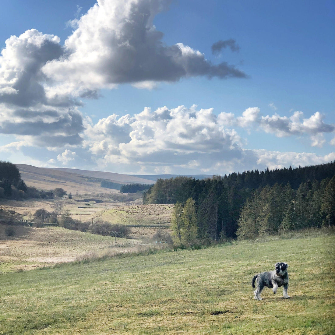 My first adventure of 2021 (with Baxter, of course!). - For The Love Of The North