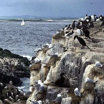 Guide To Visiting The North East: The Farne Islands